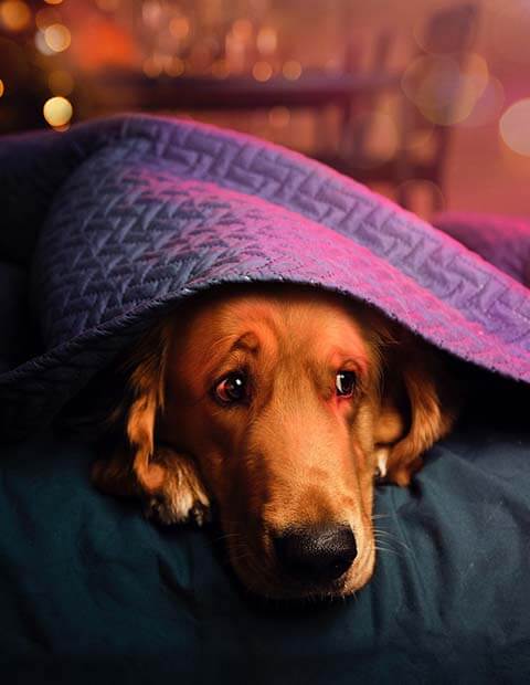 San Juan petardos y perros