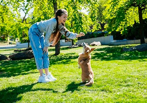 adiestramiento canino basico