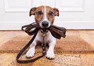adiestrador canino
