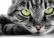 adiestramiento felino