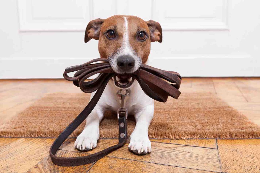 portada curso para cachorros