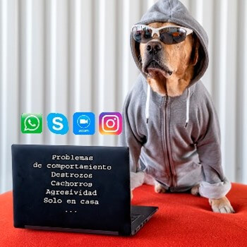 clases online educación canina
