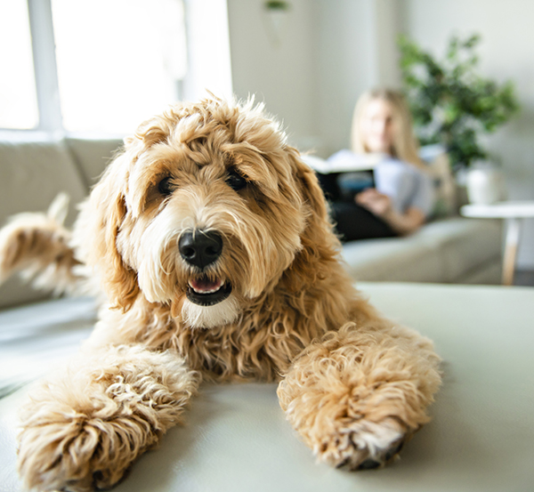 A woman with his Golden Labradoodle dog at home