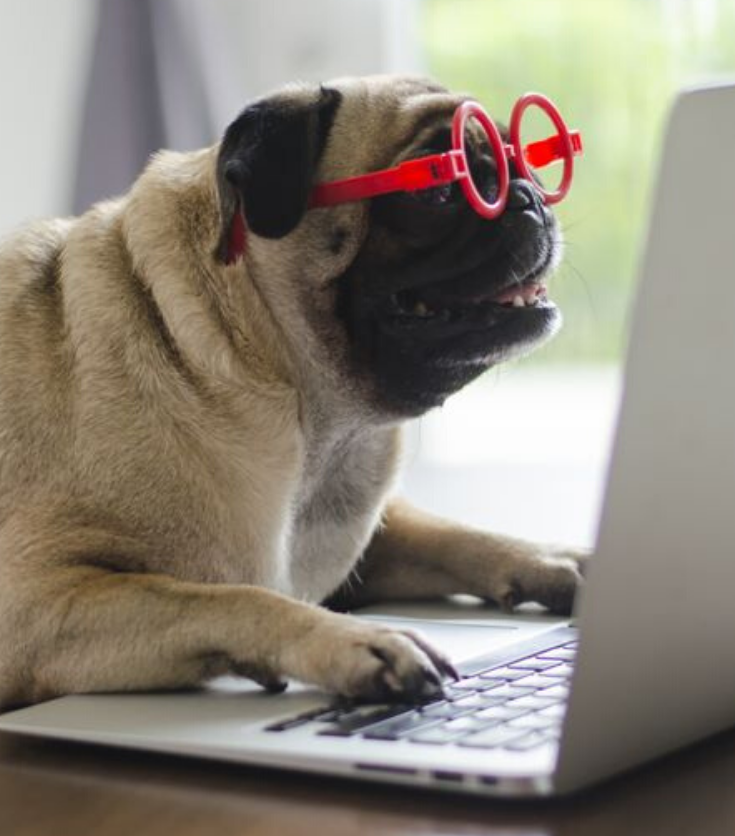 problema conducta perros