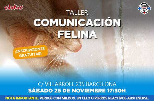 comunicación felina
