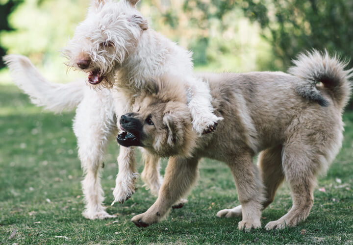 perro comportamiento