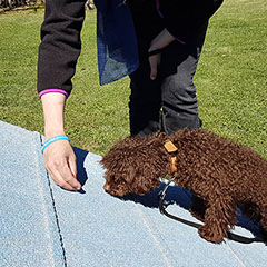 car-adiest-_0000_20190407_122515