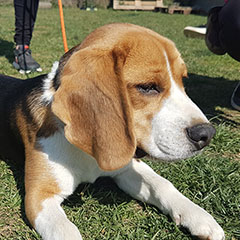 car-adiest-_0002_20190317_133540(0)