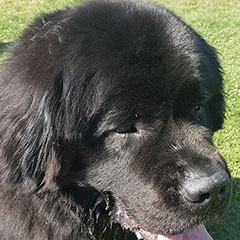 car-adiest-_0004_20190317_122442