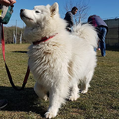 car-adiest-_0007_20190217_120013(0)