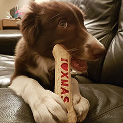 car-adiest-_0010_20190106_193509