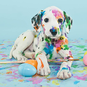 adiestramiento canino