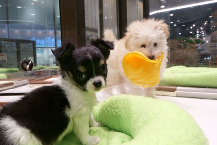 curso para tener perro