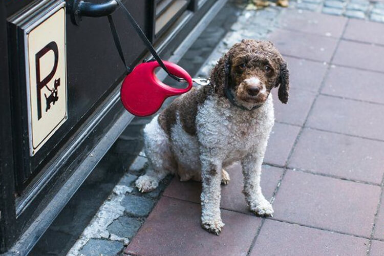 curso para tener perro