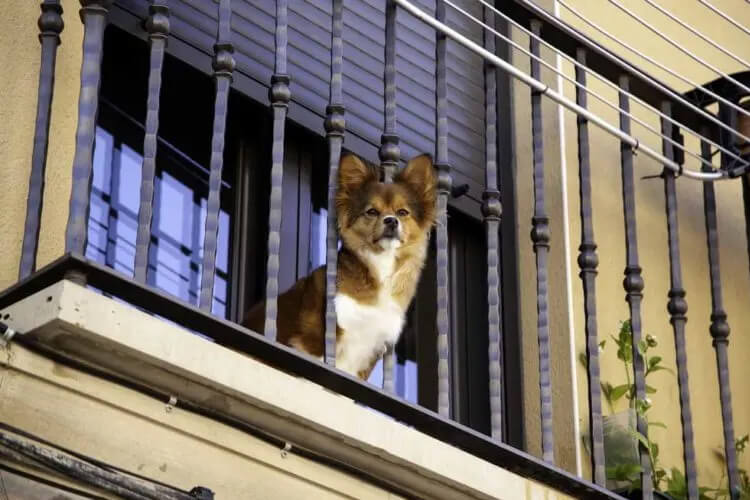 curso para tener perro