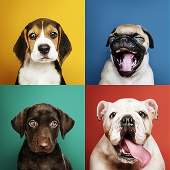 Portrait collection of adorable puppies
