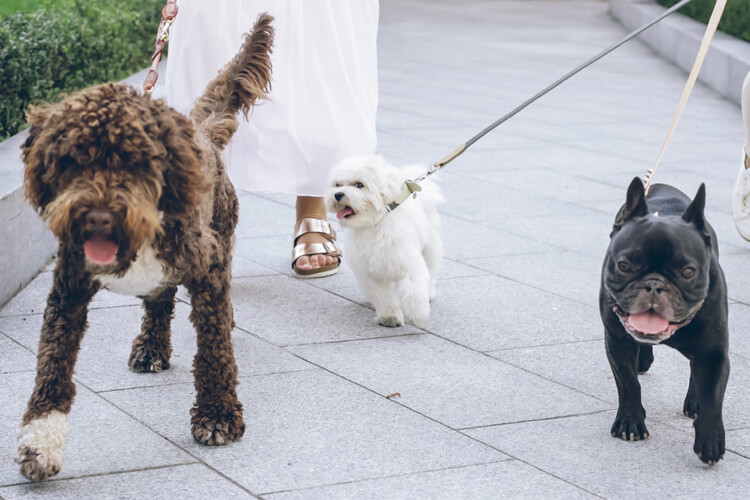 perro tira de la correa
