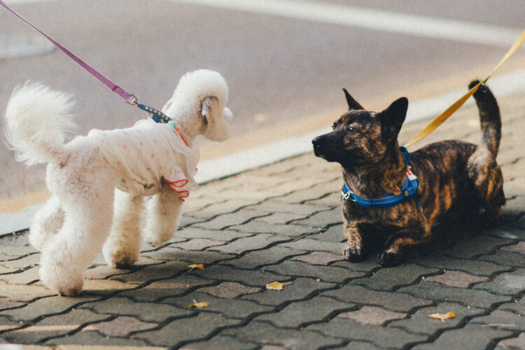 perro tira de la correa