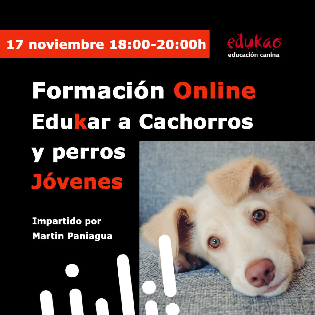 Curso online sobre educación para cachorros y perros jóvenes: cómo corregir comportamientos inadecuados y establecer una rutina para una convivencia tranquila y equilibrada.