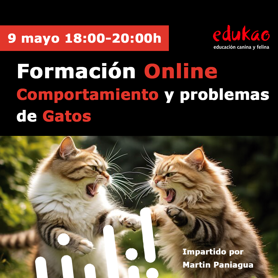 Comportamiento y problemas de gatos