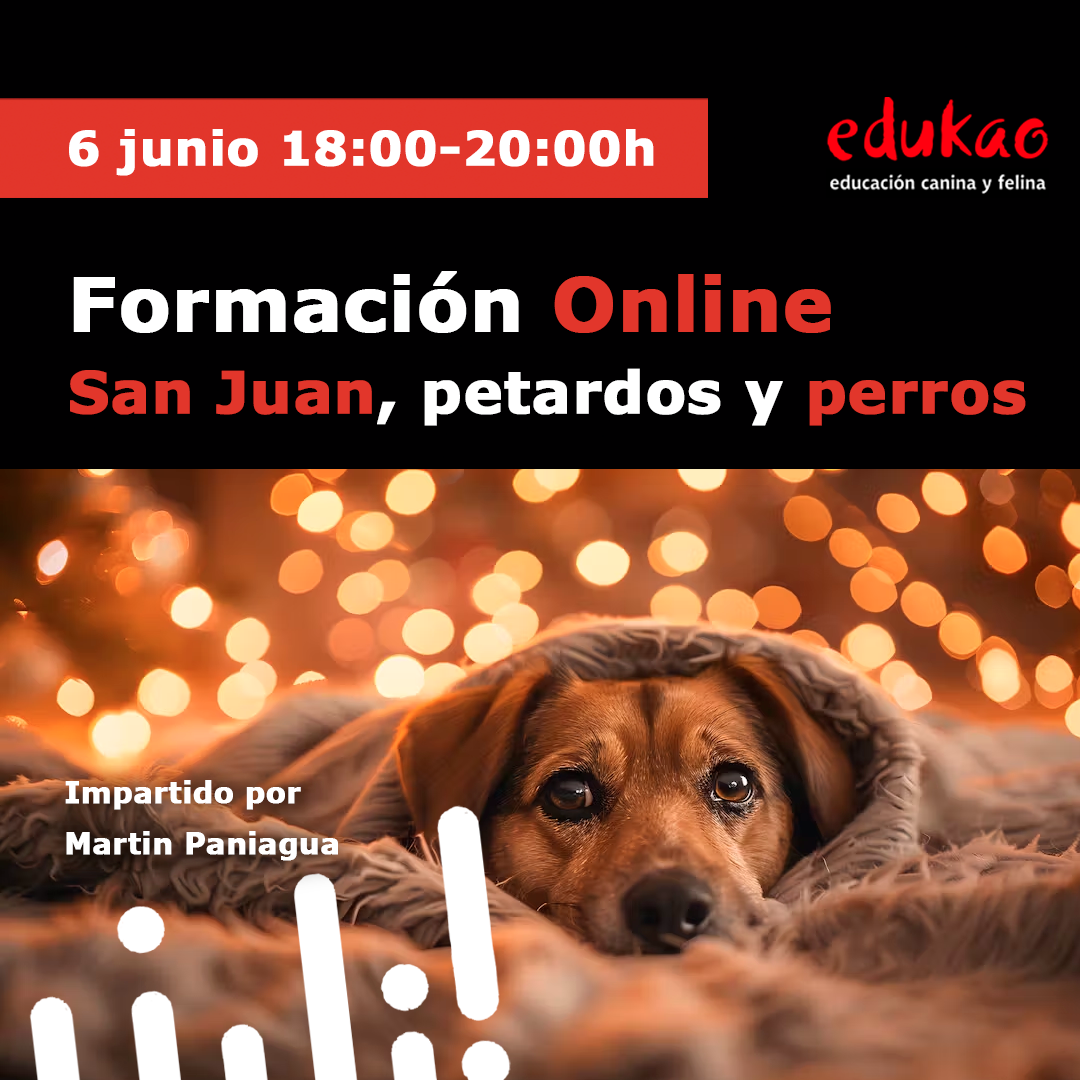 San Juan, petardos y perros