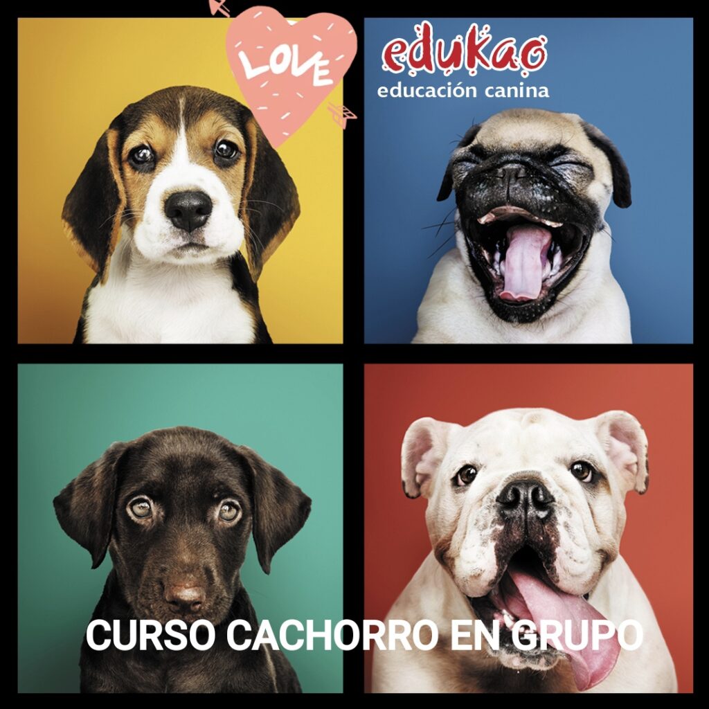 curso cachorro de perro