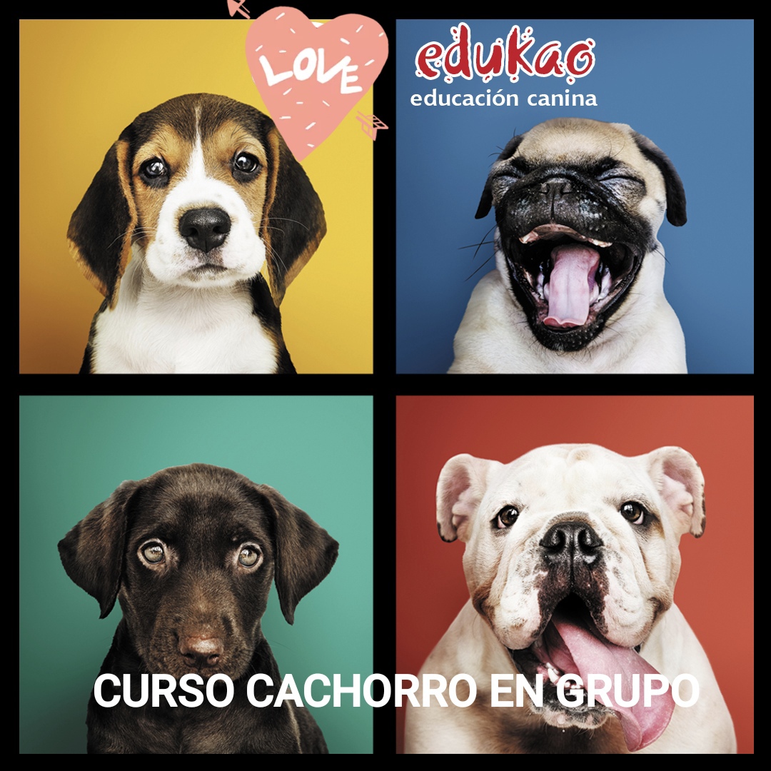 curso cachorro de perro