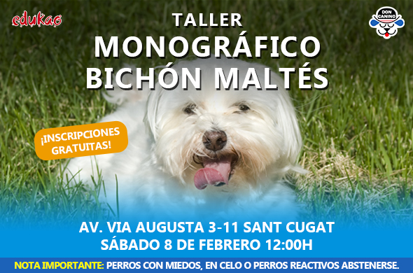 bichón maltes curso