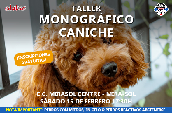 adiestramiento caniche