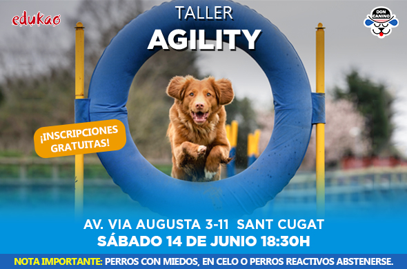 agility adiestramiento perros
