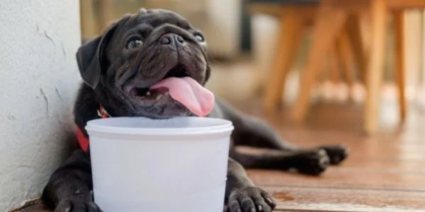 Como proteger a tu perro y a tu gato del calor