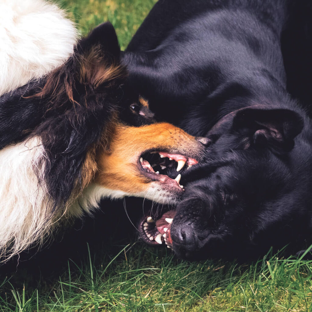 Reactividad canina durante el paseo