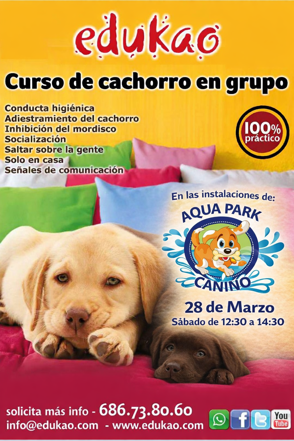 curso de cachorro de perro