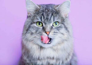 🐱 Etólogo felino en Barcelona: cómo preparar tu casa para un gato y evitar problemas de conducta