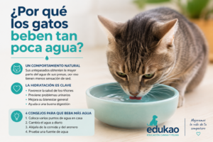 Porque los gatos beben tan poca agua