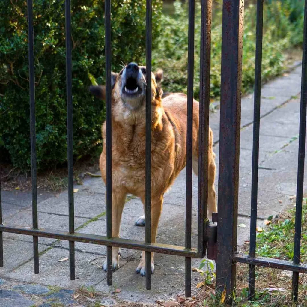 mi-perro-ladra-cuando-llega-gente-que-puedo-hacer