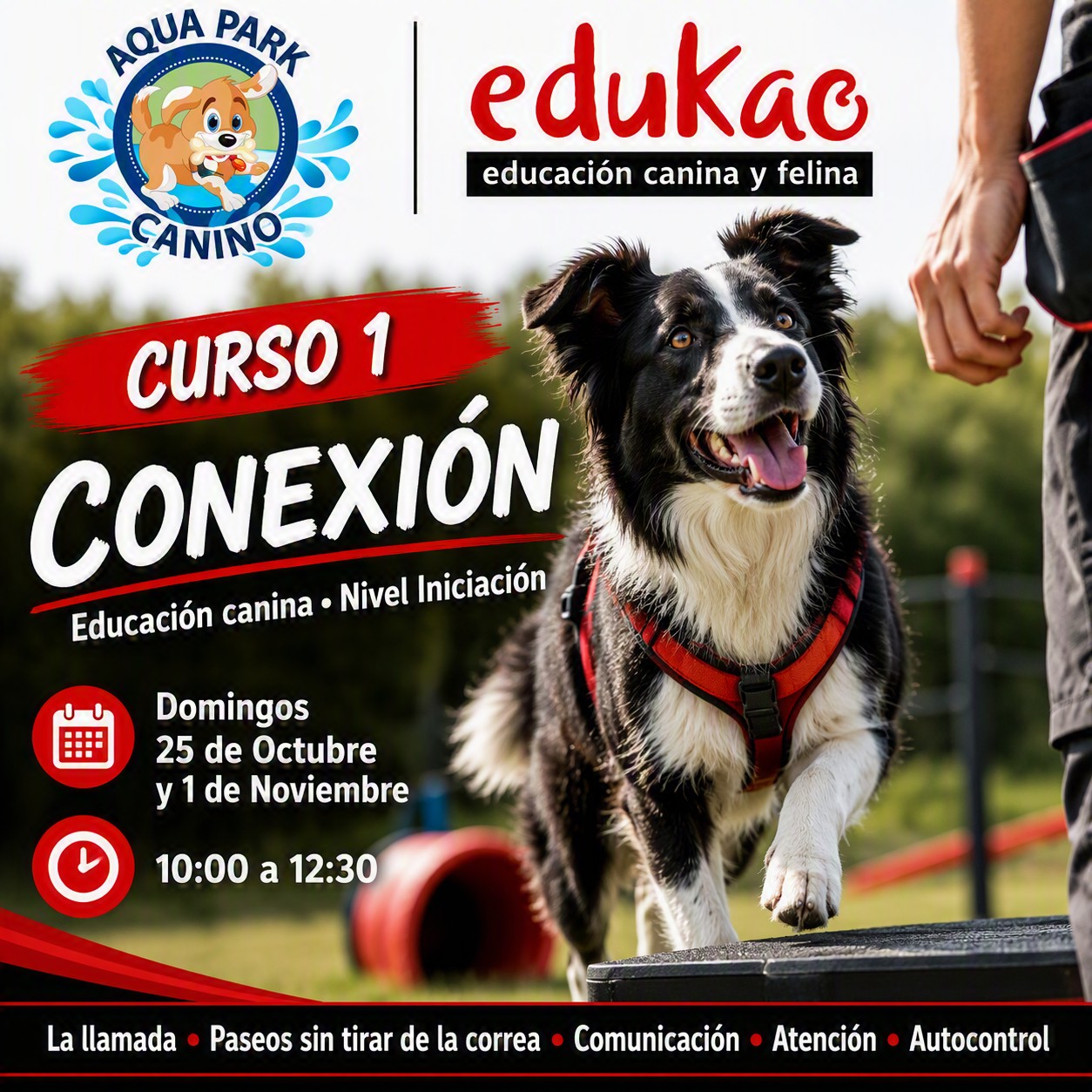 curso de adiestramiento